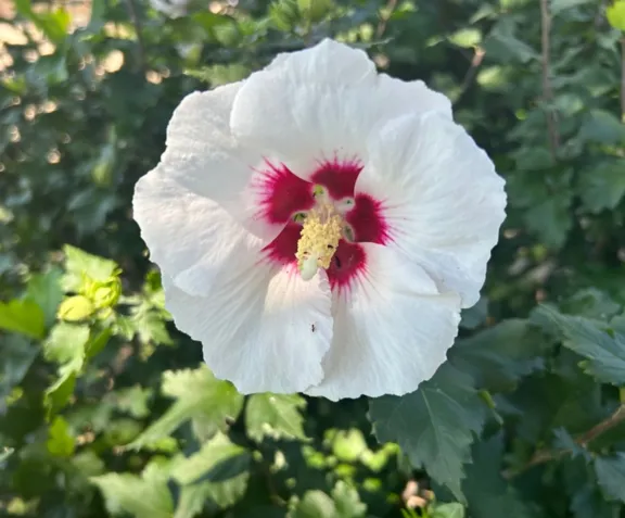 Trinity, St. James Flower