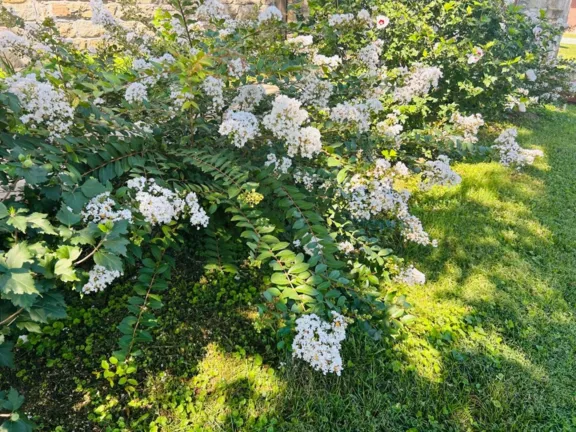 Trinity, St. James Crêpe Myrtle